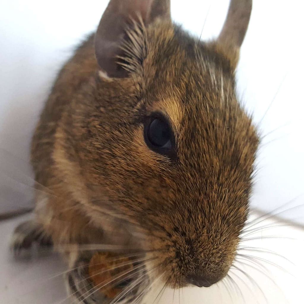 Pet supplies for degus and other rodents degu treats