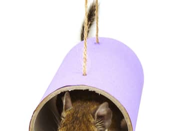 Purple pet tube toys one pack Poduct shot