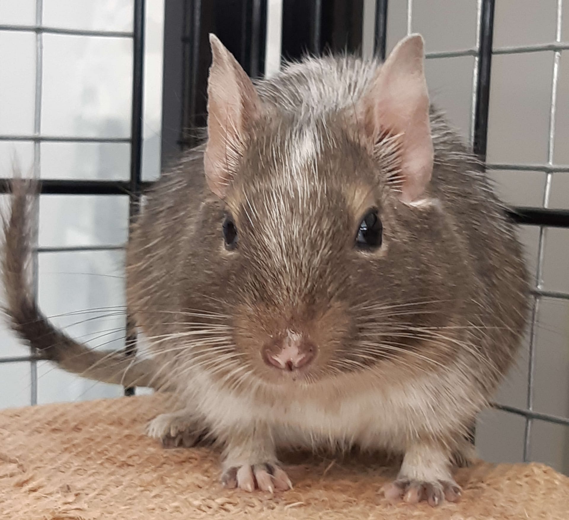 See Aimee Cook: Green Pea Dog Treats