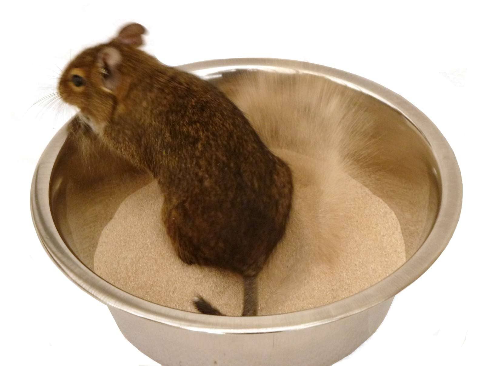 Sand degu shop