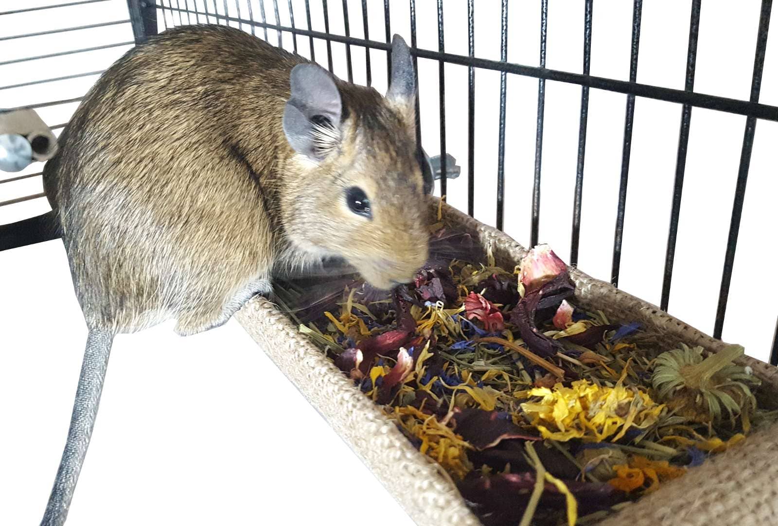 Degu hay sales